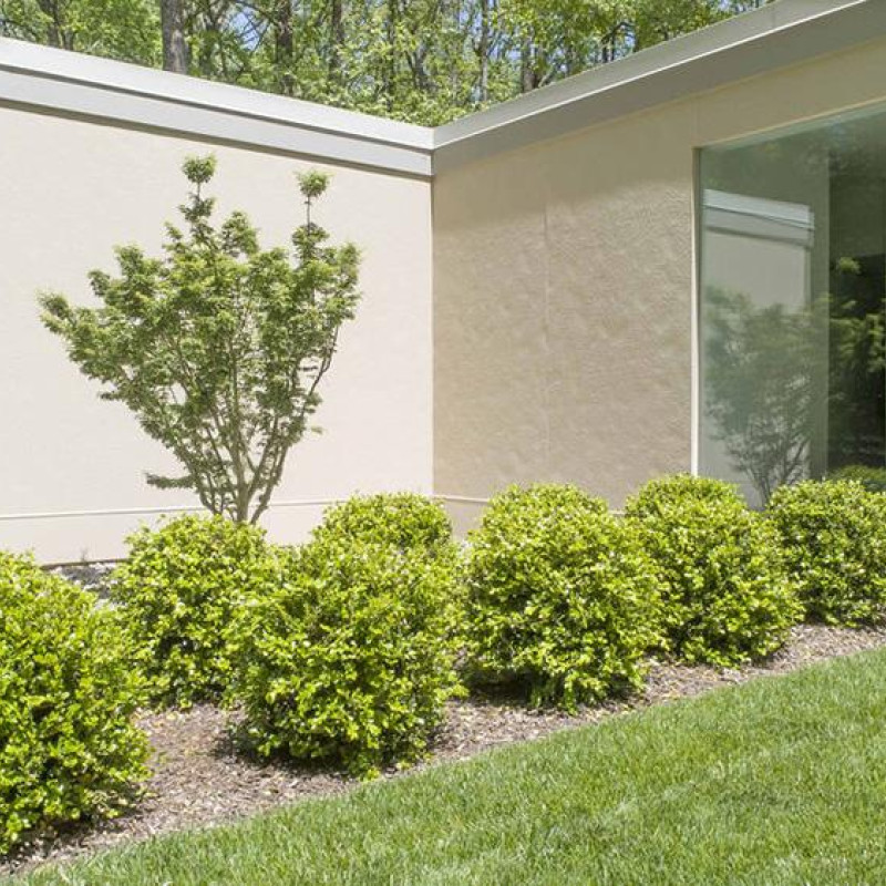 trees-gallery-5
