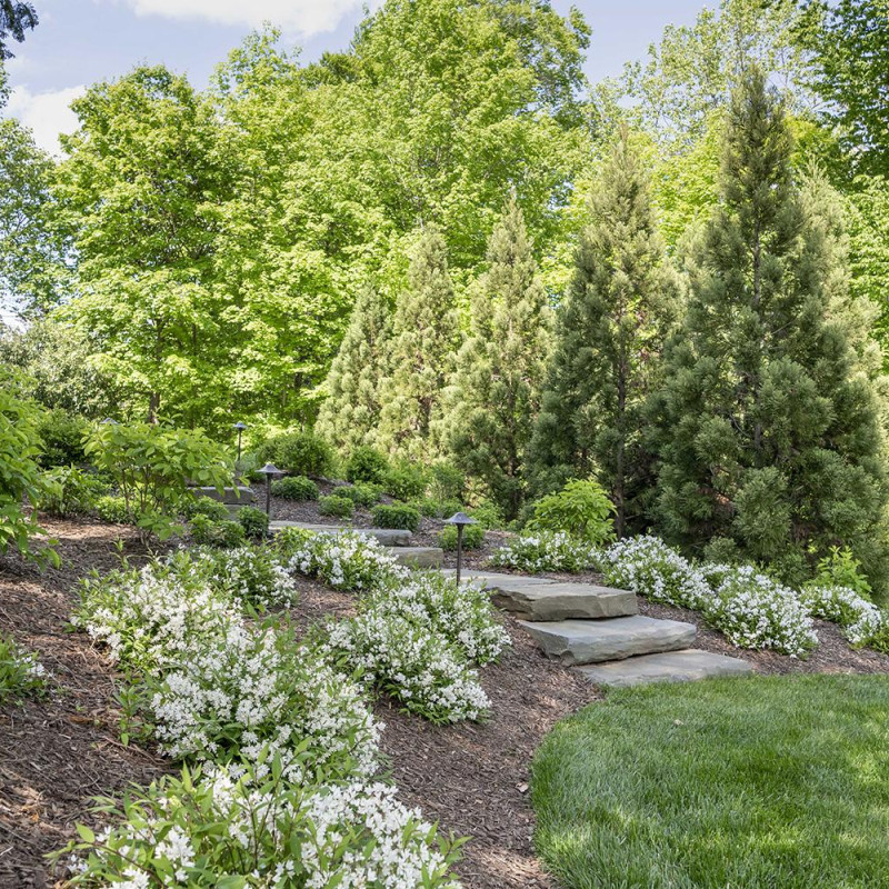 trees-gallery-6