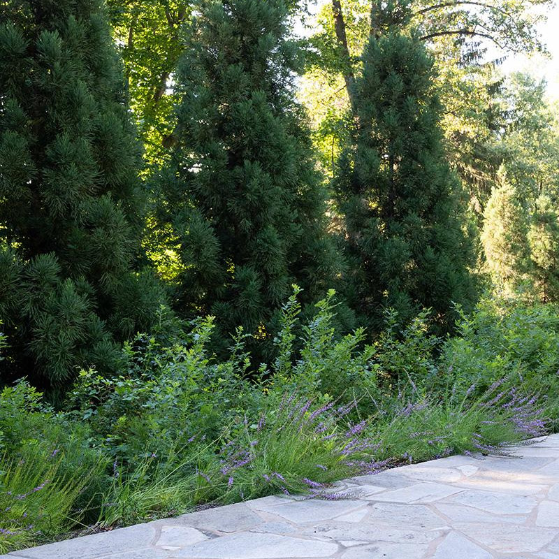 trees-gallery-3